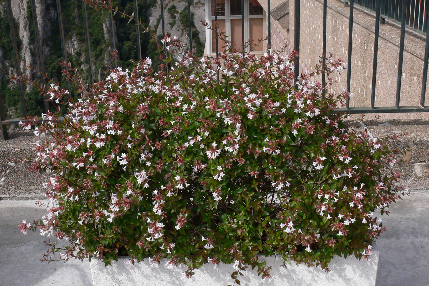 Image of Abelia &times; grandiflora specimen.