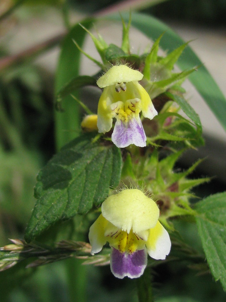 Image of Galeopsis speciosa specimen.