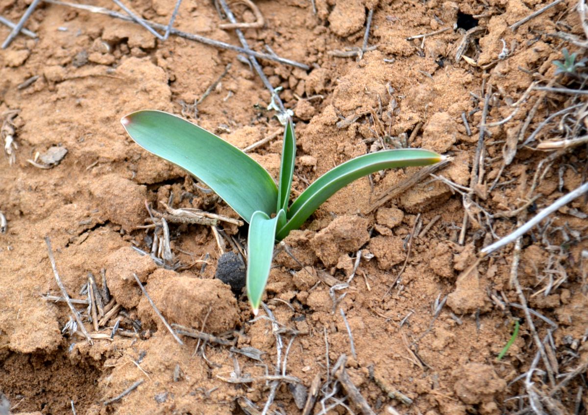 Image of Allium caspium specimen.