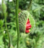 Papaver hybridum