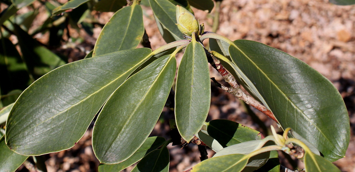 Image of Rhododendron fortunei specimen.