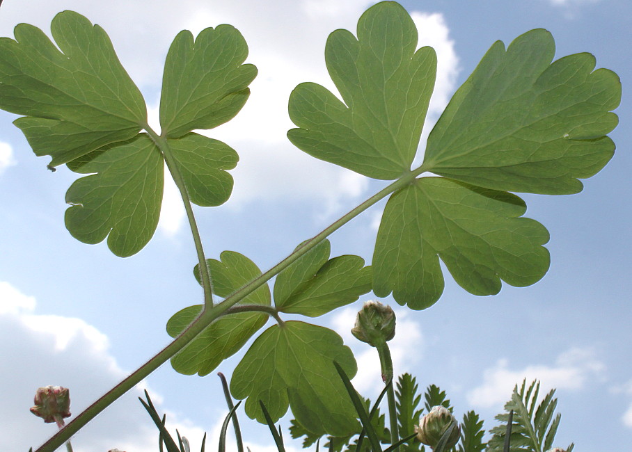 Изображение особи Aquilegia vulgaris.