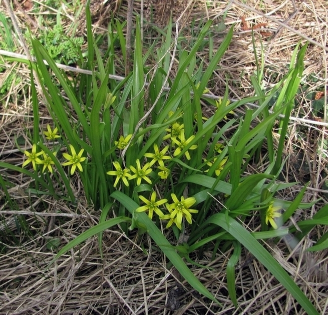 Image of Gagea lutea specimen.