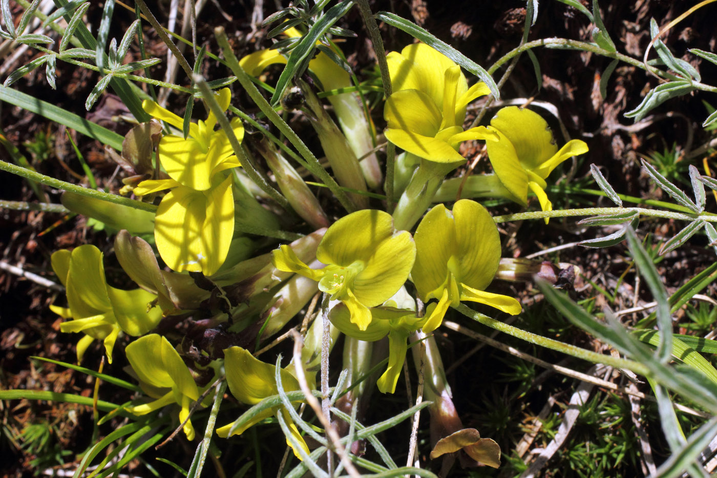 Изображение особи Astragalus adpressepilosus.