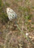 Centaurea adpressa