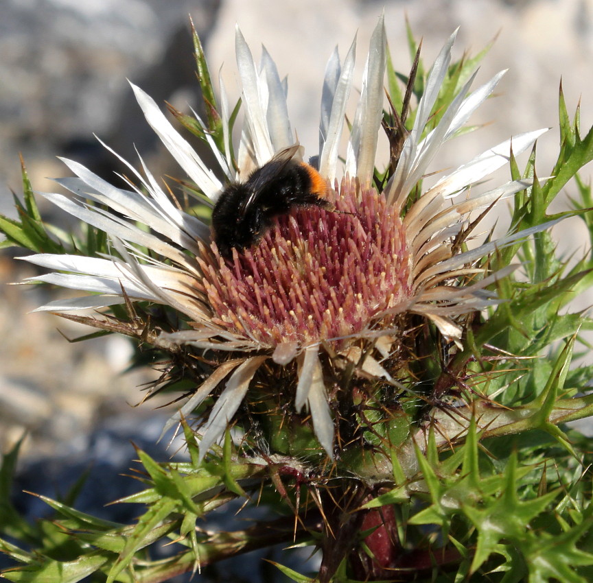 Image of Carlina acaulis ssp. caulescens specimen.