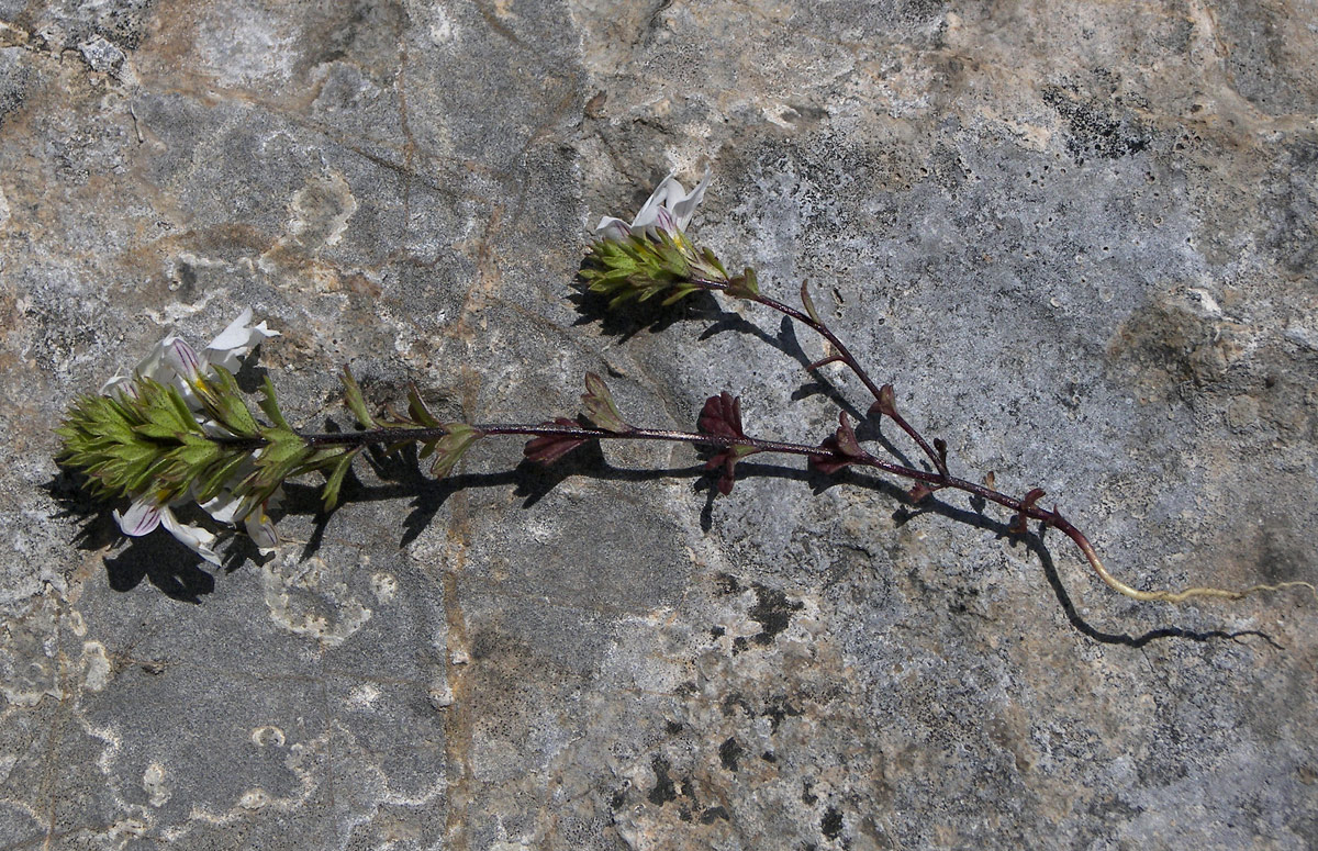 Image of Euphrasia petiolaris specimen.