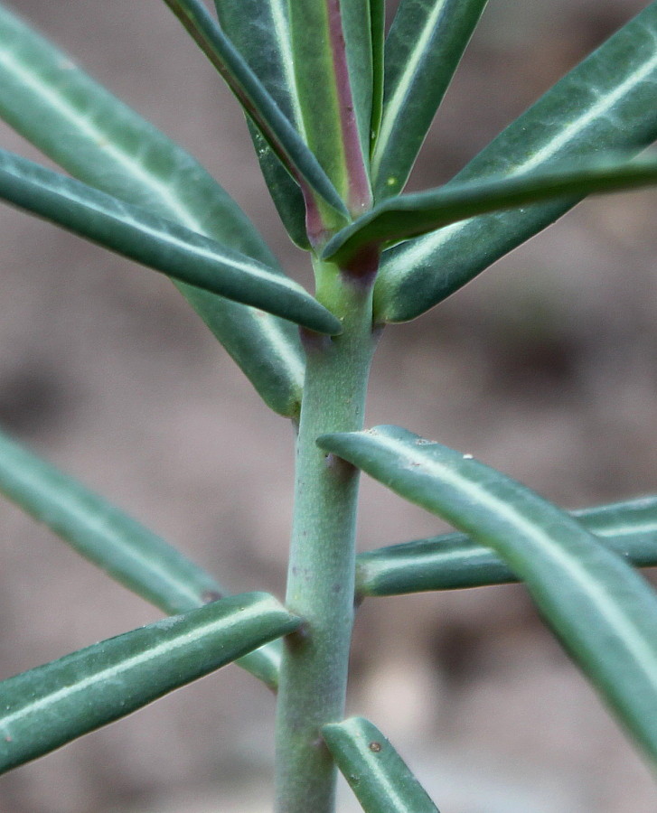 Изображение особи Euphorbia lathyris.