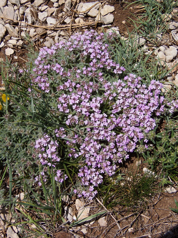 Image of Thymus roegneri specimen.