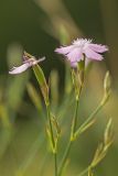 Dianthus pallens. Верхушка цветущего растения. Ростовская обл., Аксайский р-н, окр. хут. Александровка. 16.06.2013.