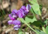 Lathyrus japonicus subspecies pubescens. Соцветие. Карелия, Лоухский р-н, окр. пос. Чкаловский, берег Белого моря. 16.06.2013.