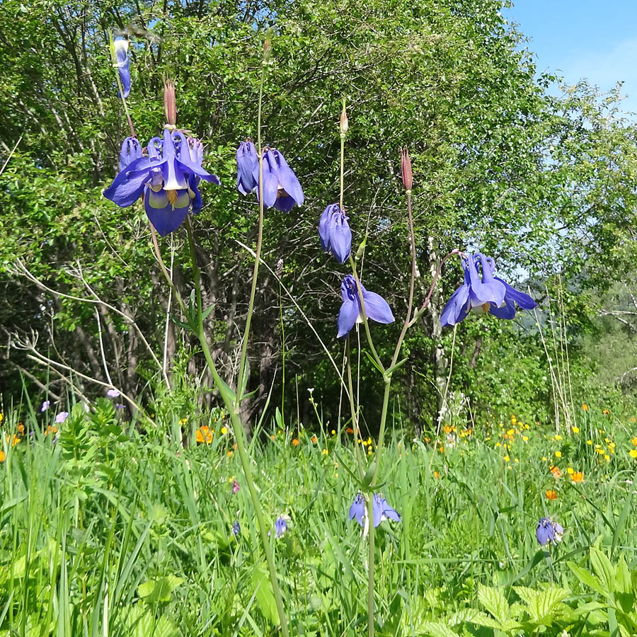 Image of Aquilegia sibirica specimen.