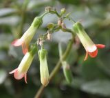 genus Kalanchoe