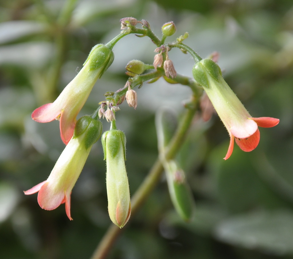 Image of genus Kalanchoe specimen.