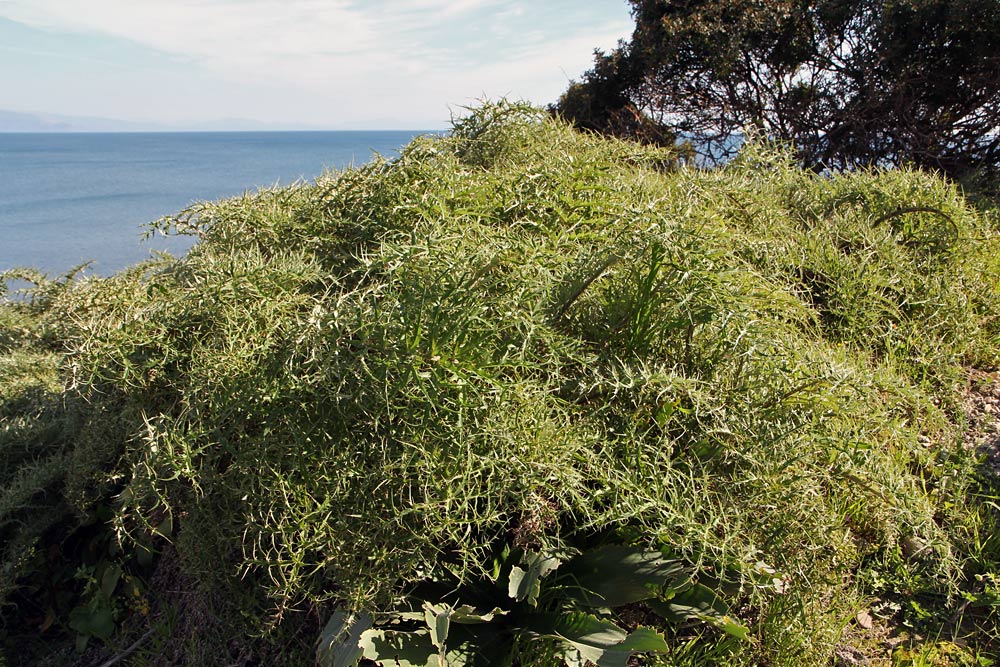 Image of Cynara cardunculus specimen.