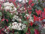 Photinia &times; fraseri