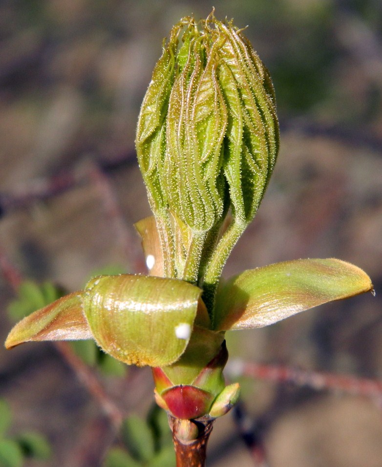 Image of Acer platanoides specimen.