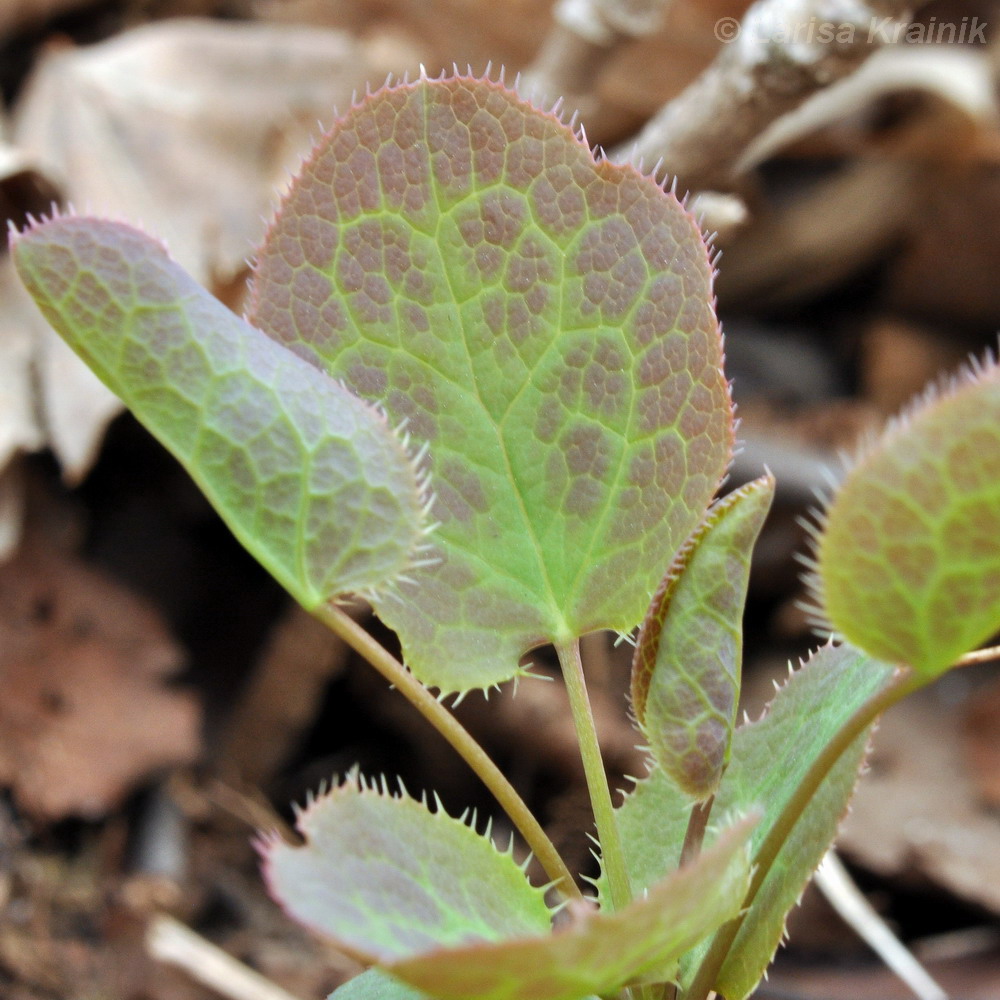 Image of Berberis amurensis specimen.