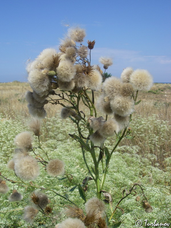 Image of Cirsium incanum specimen.