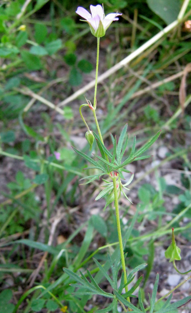 Image of Geranium columbinum specimen.