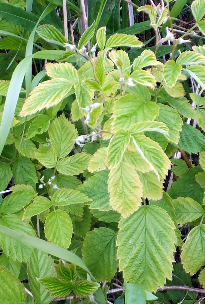 Image of Rubus idaeus specimen.