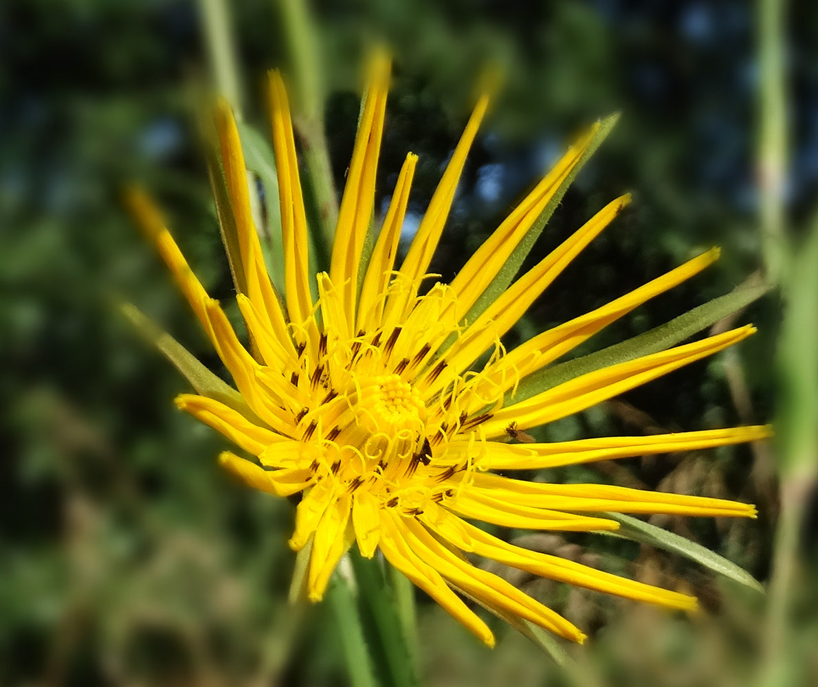 Image of genus Tragopogon specimen.