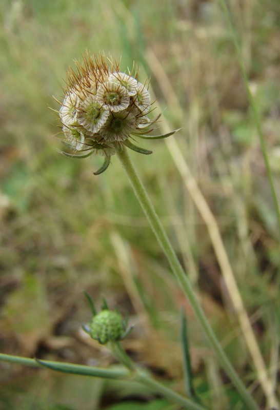 Image of Scabiosa ochroleuca specimen.