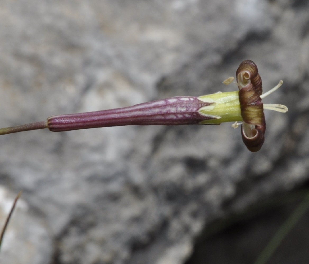 Изображение особи Silene parnassica ssp. dionysii.