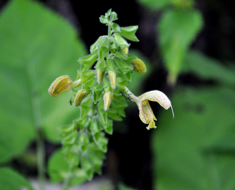 Image of Salvia glutinosa specimen.