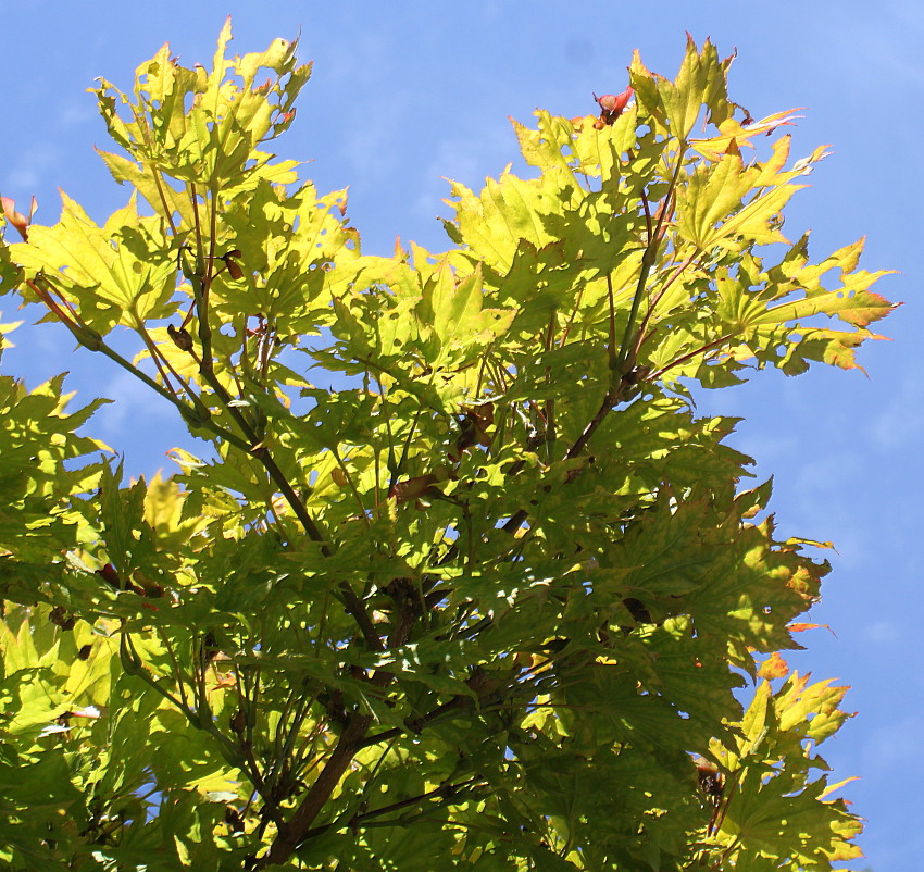 Image of Acer japonicum specimen.