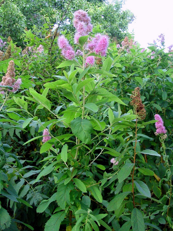 Image of Spiraea &times; billardii specimen.