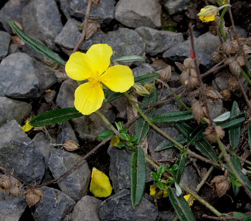 Image of Helianthemum nummularium specimen.