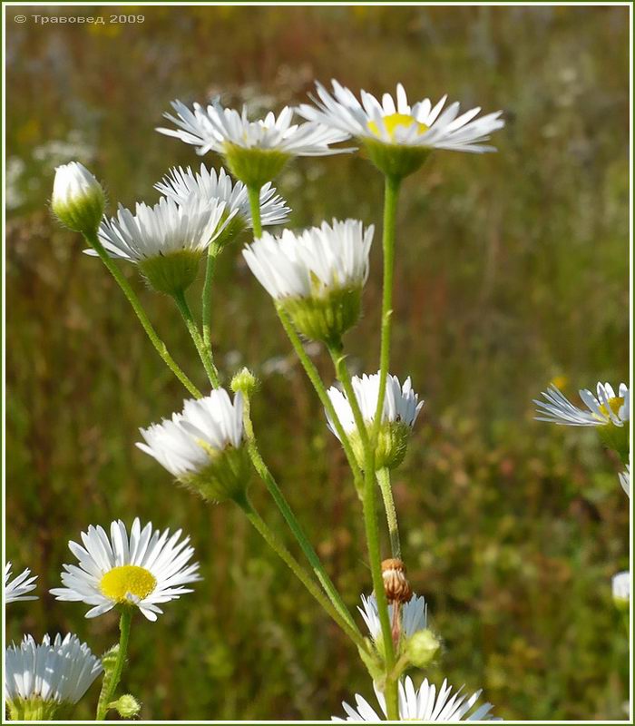 Image of Erigeron annuus specimen.