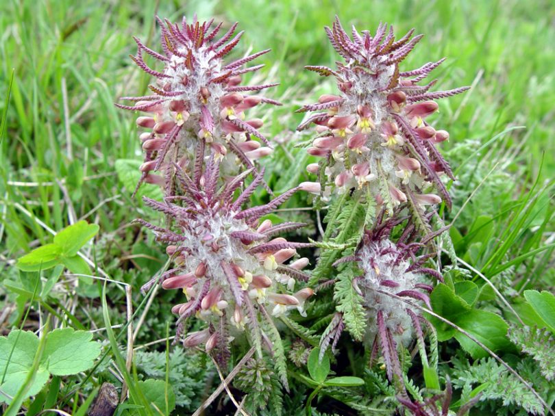 Image of Pedicularis wilhelmsiana specimen.