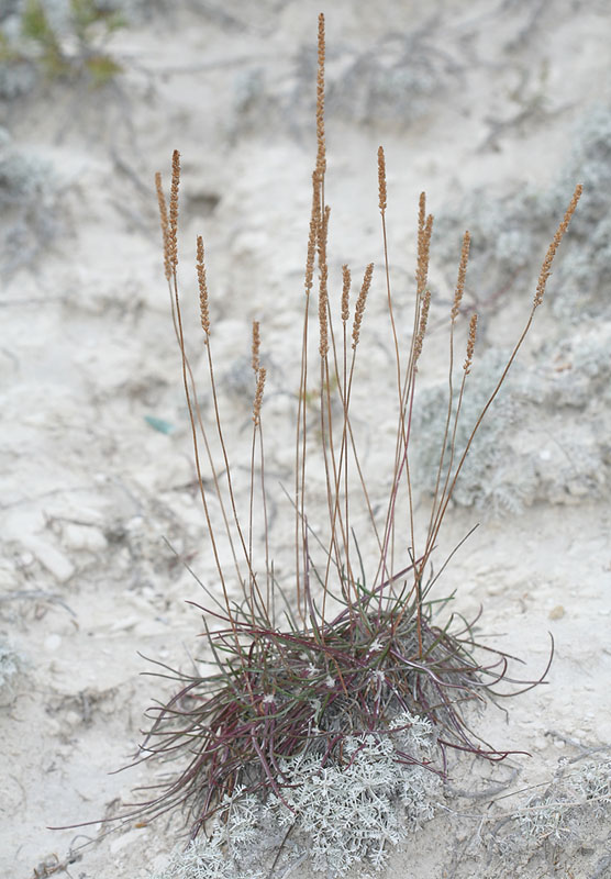 Image of Plantago salsa specimen.