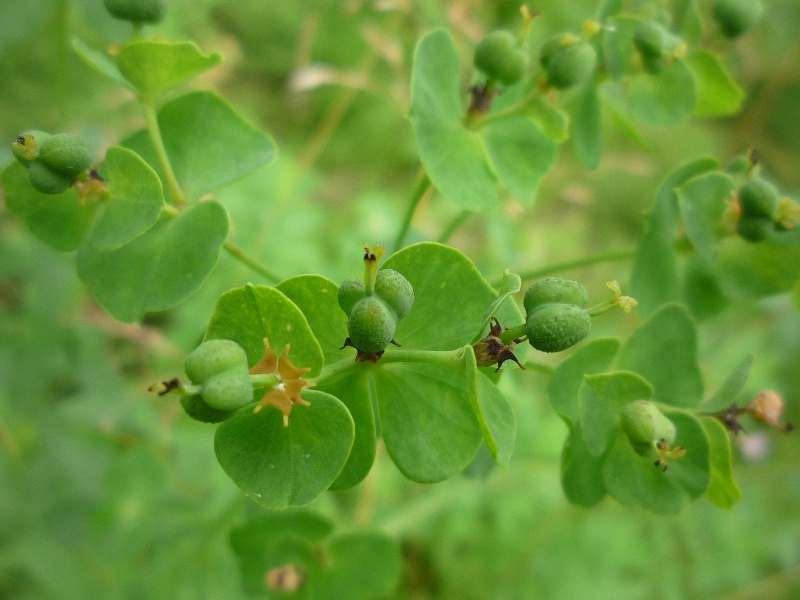 Изображение особи Euphorbia borodinii.