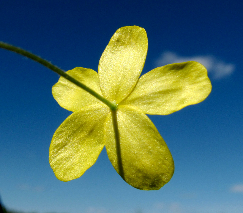 Изображение особи Anemone ranunculoides.