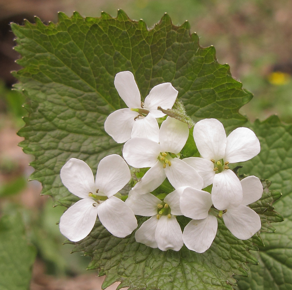 Image of Alliaria petiolata specimen.