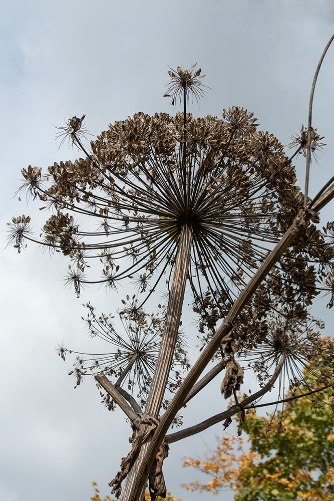 Изображение особи Heracleum sosnowskyi.