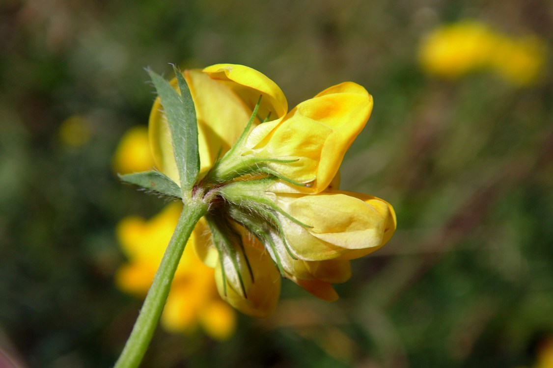 Image of Lotus ambiguus specimen.