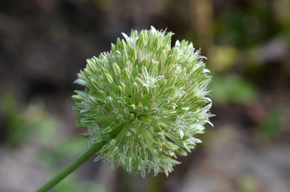 Image of Allium filidens specimen.