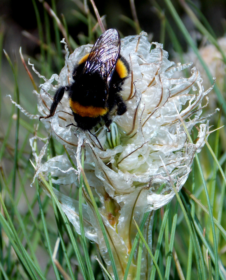 Image of Asphodeline taurica specimen.