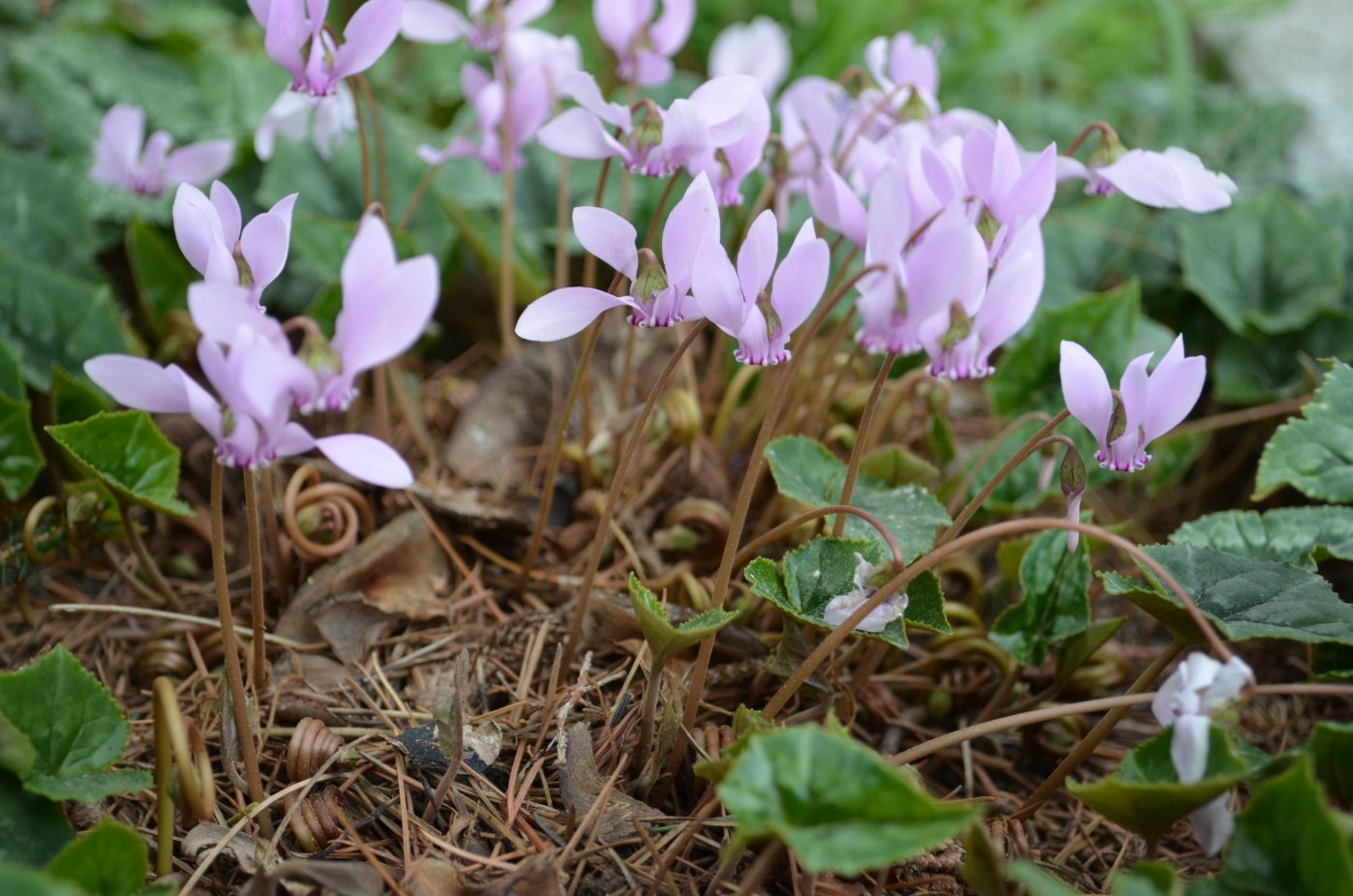 Изображение особи Cyclamen hederifolium.