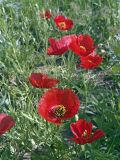 Roemeria refracta. Группа цветущих растений. Южный Казахстан, поле у подножья гор Каракус. 07.05.2007.
