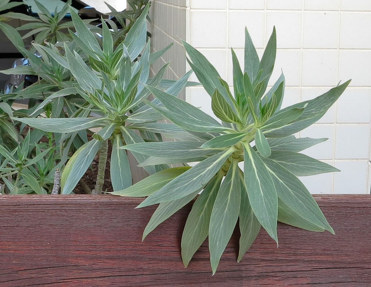 Image of Echium acanthocarpum specimen.