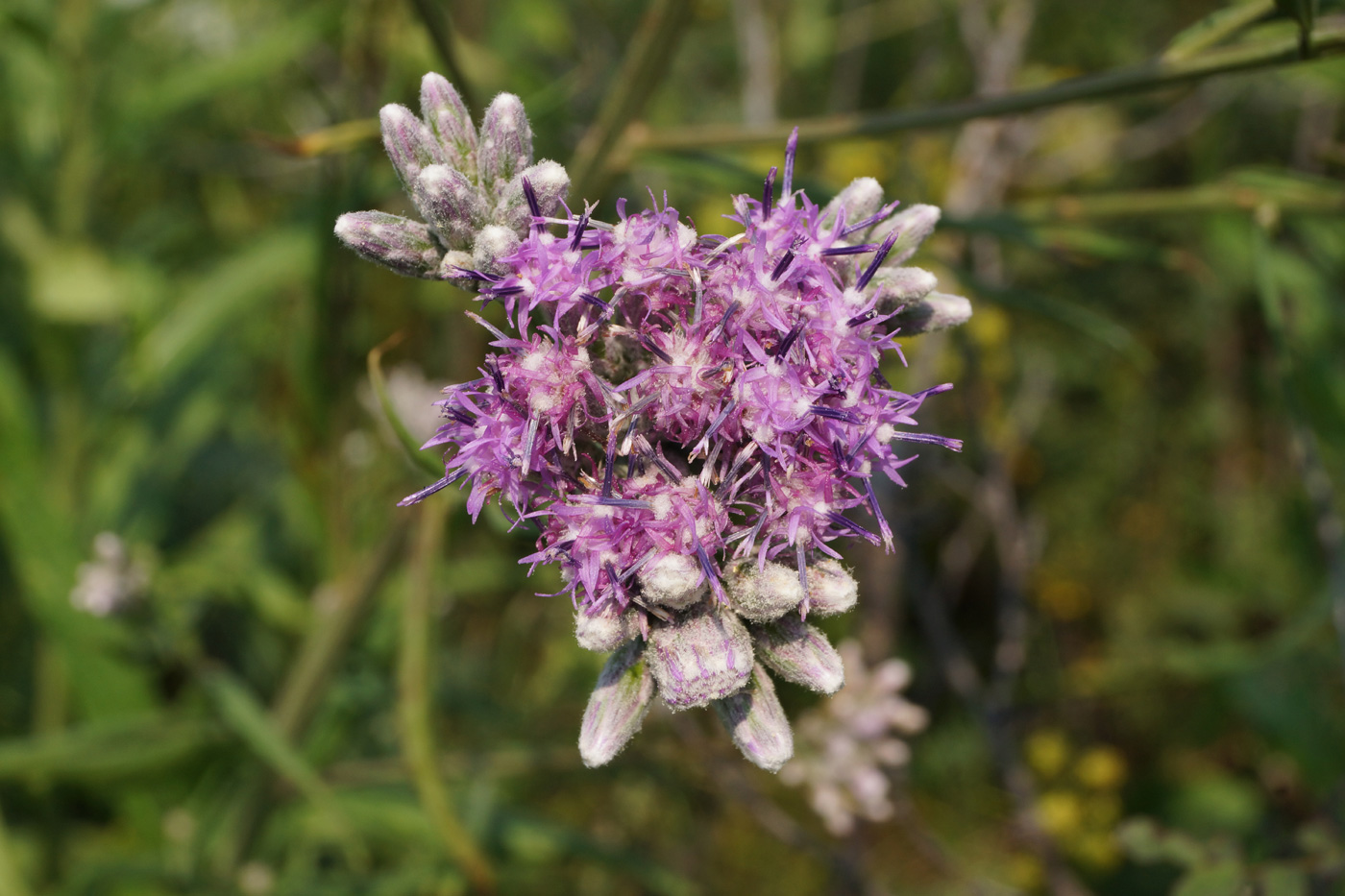 Image of Saussurea elata specimen.