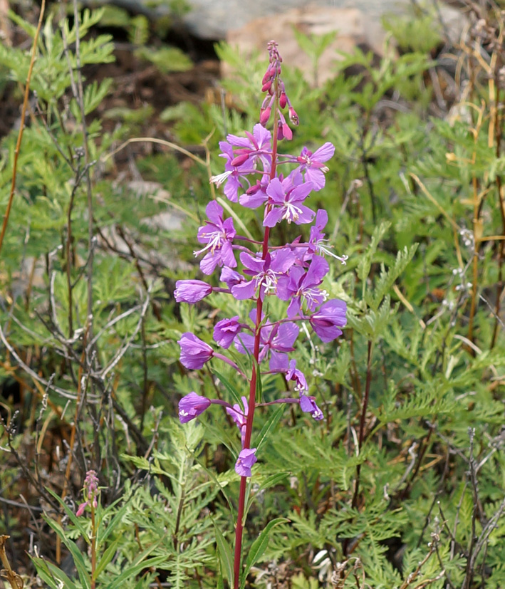 Image of Chamaenerion angustifolium specimen.