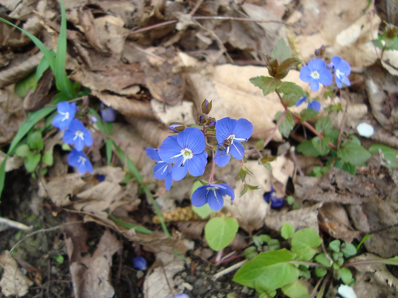 Image of Veronica umbrosa specimen.