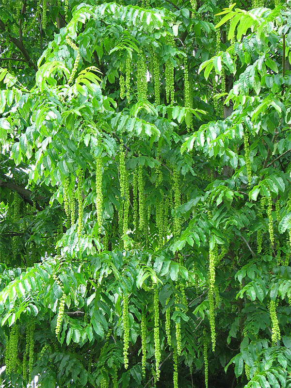 Изображение особи Pterocarya fraxinifolia.