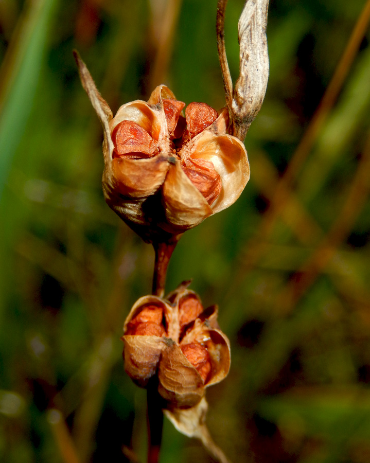 Image of Gladiolus tenuis specimen.